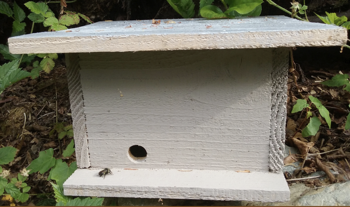 bumble bee nest box